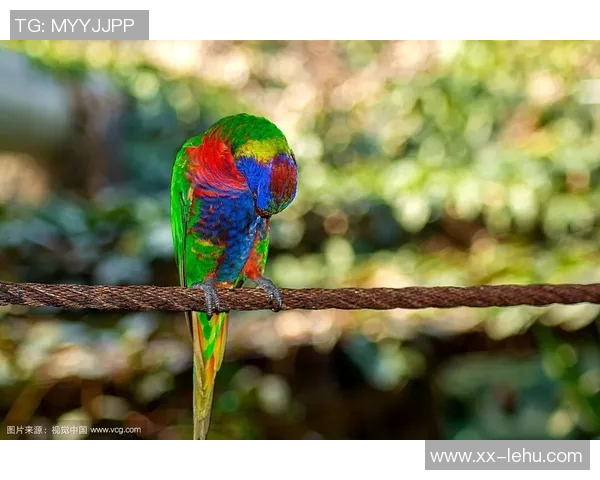 都柏林动物园为鹦鹉命名帕洛特引发热议带队杀入附加赛 都柏林动物园为鹦鹉命名帕洛特引发热议带队杀入附加赛